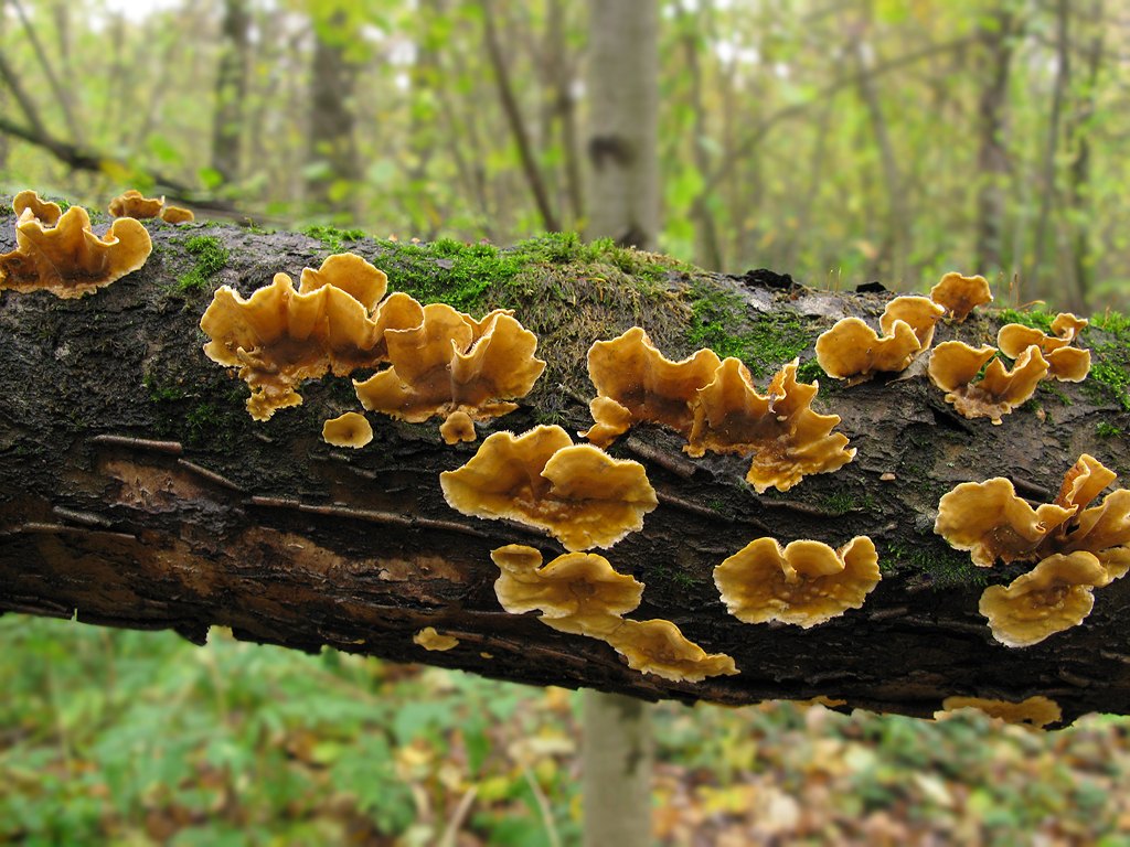 Представитель Семейства Stereaceae